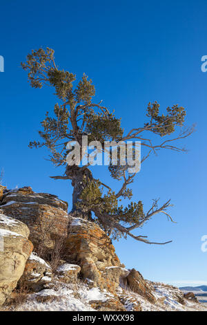 Un vecchio pino agile che cresce su un promontorio roccioso nel sud Alberta, Canada in inverno Foto Stock