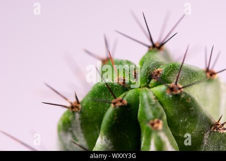Fiore di Cactus macro shot in home studio. Foto Stock