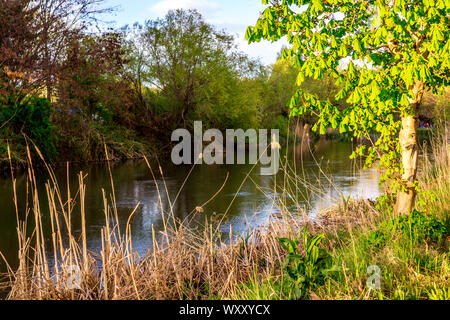 Lago nel giardino botanico per il paesaggio Foto Stock