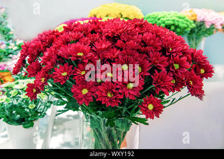 Un grande bouquet di crisantemi rosso scuro e luminoso con il giallo centri nel mercato dei fiori Foto Stock