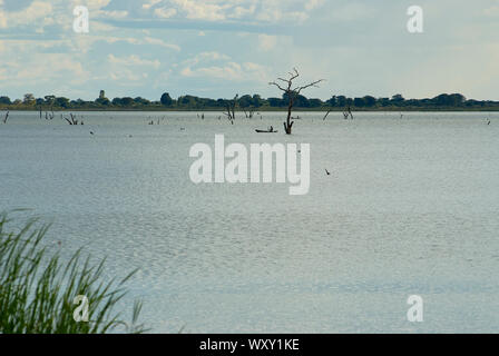 Allagate treas morto nel lago Hombolo, Tanzania Foto Stock