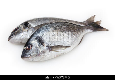 Dorado pesce isolato su sfondo bianco Foto Stock