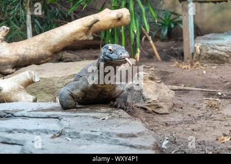 Regno Unito, Cheshire, lo Zoo di Chester. Drago di Komodo a caccia di prede Foto Stock