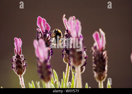 Bumble Bees su piante di lavanda e fiori in cerca di nettare Foto Stock