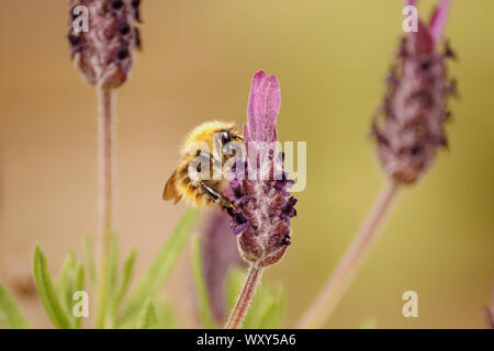 Bumble Bees su piante di lavanda e fiori in cerca di nettare Foto Stock