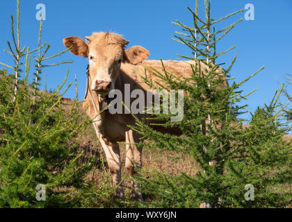 Una mucca libera in montagna in Francia Foto Stock