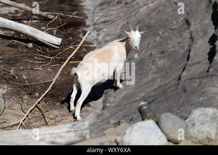 Adorabile e cordiale di capra piccolo fotografato in Korkeasaari, Helsinki. In questa foto si può vedere carino, sorridente adulto marrone Capra in piedi. Giornata di sole. Foto Stock