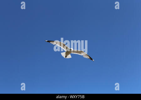 White seagull volare nel cielo blu chiaro. Fotografato dal di sotto. In questa foto si vede un gabbiano volare con le sue ali aperte. Incantevole vista estiva. Foto Stock