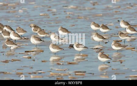 Dunlin,Calidris alpina, Gregge di adulti in inverno del piumaggio in appoggio sulla spiaggia con la bassa marea, Norfolk, Regno Unito Foto Stock