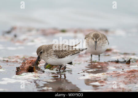 Dunlin, Calidris alpina, due adulti in inverno piumaggio avanzamento sul litorale. Pennington, Hampshire, Regno Unito Foto Stock