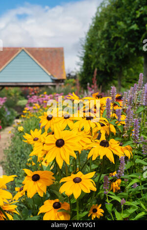 Rudbeckia fiori in fiore confine alla Aston ceramica. Aston, Bampton, Oxfordshire, Inghilterra Foto Stock