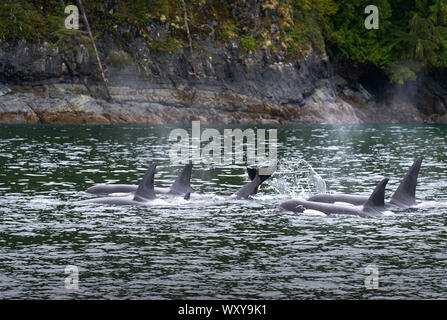 Johnstone Strait Orcas British Columbia. Un pod di Orcas alimentando in Johnstone Strait, British Columbia. Foto Stock