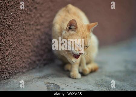 Rosso pallido cat siede su un pavimento di pietra e pulisce una zampa, close-up verticale. Foto Stock