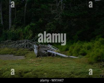 Ancienne épave de bateau de Peche en bois échoué dans un marrais au conquet ; sable , landes , souche de bois flotté et foret de pin Foto Stock