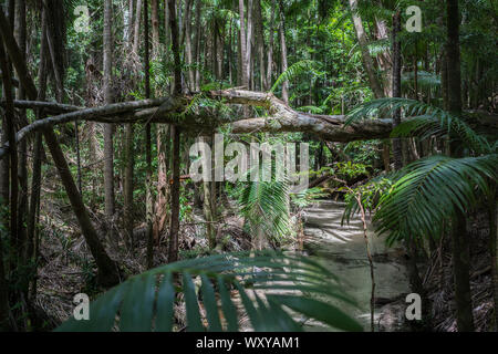 La foresta pluviale su Fraser Island, in Australia Foto Stock