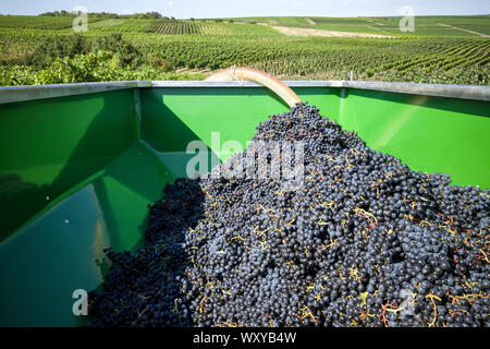 Regent raccolto di uve da vino nella vigna organico Foto Stock