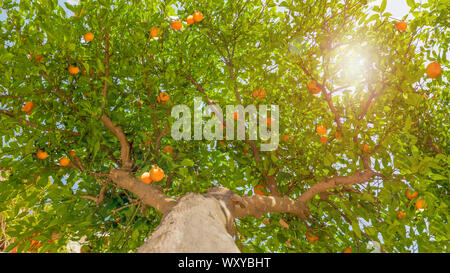 Tangerine tree sfondo, vista dal basso. Alta albero da frutto in background. Frutti sull'albero. Concetto di raccolto. La raccolta di sfondo. Frutti appeso sull'albero. Foglie verdi e tangerini Foto Stock