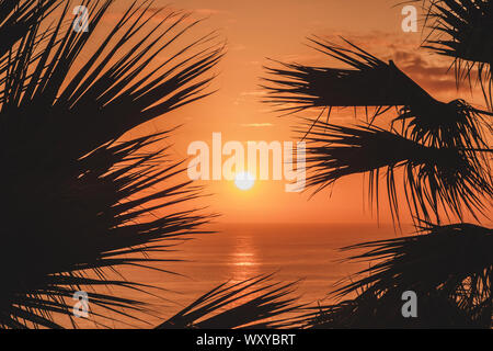Scenic Cielo di tramonto con sfondo oceano e Palm tree silhouette Foto Stock