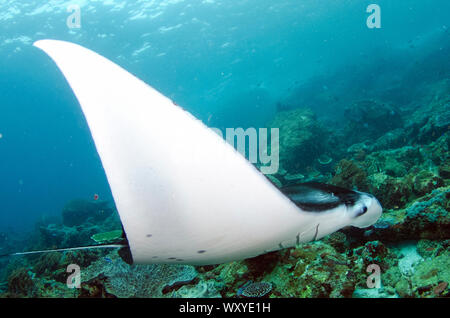 Manta Ray, Manta birostris, vicino mare piano, Manta Alley sito di immersione, Padar Isola, Parco Nazionale di Komodo, Indonesia, Oceano Indiano Foto Stock