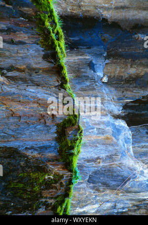 Stati Uniti d'America. In California. Sierra Nevada. Mariposa. In prossimità della parete di roccia con moss in crescita. Foto Stock