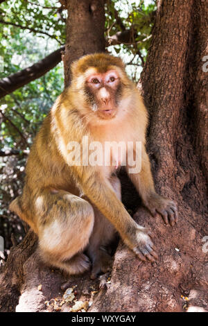 Barberia macachi (Macaca sylvanus), noto anche come Barberia ape o magot vivere presso le Cascate Ouzoud, Tanaghmeilt, Marocco, Africa del Nord, il Maghreb, Africa Foto Stock