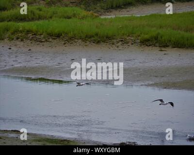 Vol de mouette en duo au ras de l'eau ,mouette en plein vol au dessus des arbres ,, mouette volant au dessus d'onu marécage Foto Stock
