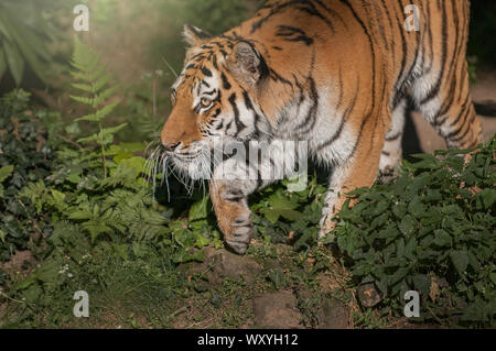 Tigre Siberiana a caccia di prede Foto Stock