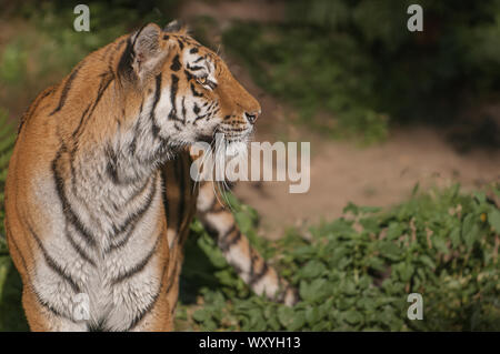 In prossimità della splendida tigre siberiana in cerca di preda Foto Stock
