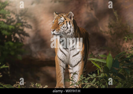 Splendida tigre siberiana giacente nella sabbia Foto Stock