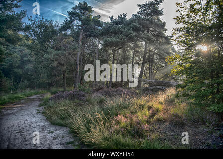 La mattina presto in settembre con viola campo di Heather Foto Stock