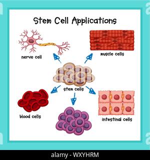 Medico scientifico illustrazione di cellule staminali illustrazione delle applicazioni Illustrazione Vettoriale