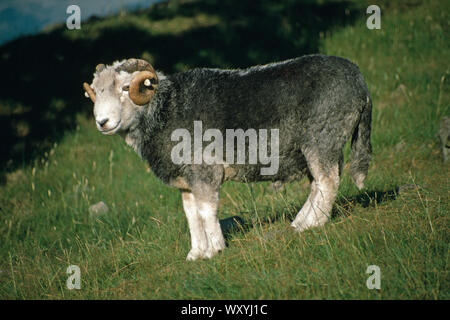 Pecore HERDWICK ram prigioniero Langdale, Lake District, Cumbria, Nord Inghilterra occidentale. Nota disinserito lunga coda. Internet gratuito nel clima locale. Foto Stock