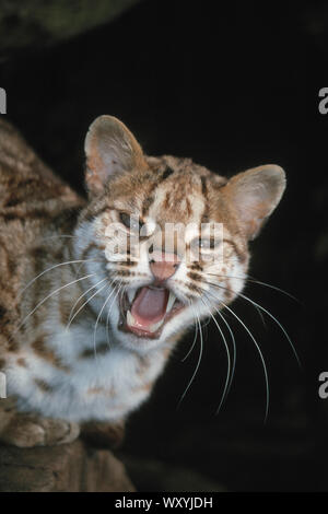 LEOPARD CAT (Felis bengalensis). Chiamando con la bocca aperta, completa i dettagli del viso in stretta verso l'alto. Foto Stock