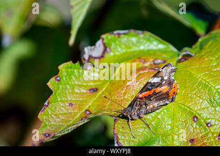 Un rosso admiral butterfly arroccato su una foglia pant. Foto Stock