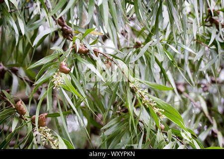 La struttura ad albero australiano Hakea o Hakea Eriantha, in fiore e trasportanti grandi marrone baccelli di semi in primavera a Christchurch Giardini Botanici, Nuova Zelanda Foto Stock