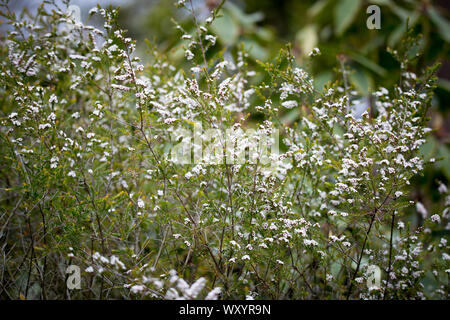 Il Tryptomene calycina è comunemente noto come il Tryptomene dei Grampians anche come il Myrtle di Heath Foto Stock