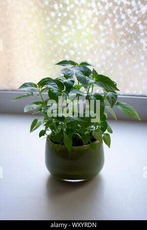 Peperoncino piantine in vetro verde in pentola home interno Foto Stock