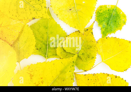 Telaio piena di colorati assortiti di foglie di autunno su sfondo bianco Foto Stock