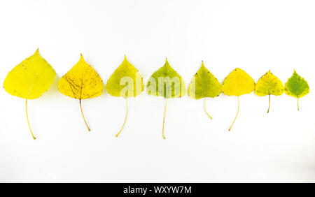 Un assortimento di colorato di giallo e verde di foglie di autunno isolato su bianco Foto Stock