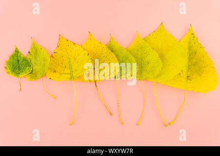 Un assortimento di colori d'Autunno leafs pastello su sfondo rosa Foto Stock