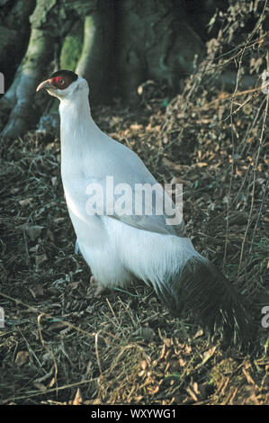 Bianco-EARED PHEASANT Crossoptilon crossoptilon Jersey WPT, Durrell, zoo, isole del Canale, UK minacciate specie Himalayano Foto Stock