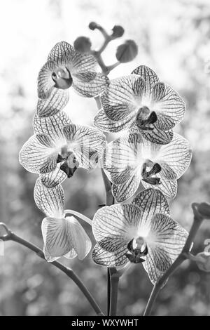 Concetto floreale. Orchidea suggerimenti. Come prendersi cura di piante di orchidee in ambienti chiusi. Più comunemente coltivate piante da interni. Fioritura di orchidee vicino. Fiori di orchidea rosa e giallo fiore. Phalaenopsis orchid. Foto Stock