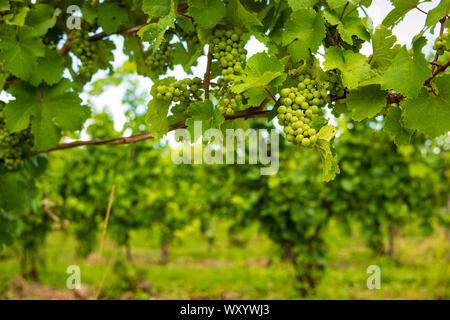 Uva cresce in un vigneto, si trova nella regione dei Laghi Finger dello Stato di New York, per lo scopo di produrre vino bianco. Foto Stock