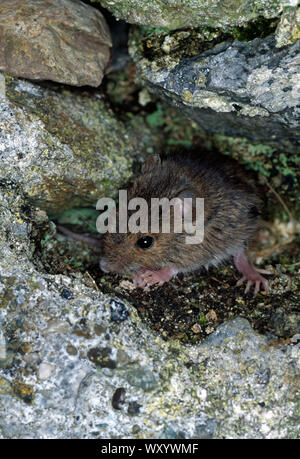 MOUSE di legno giovane entro una parete di pietra (Apodemus sylvaticus). Bardsey Island, il Galles del Nord. Foto Stock