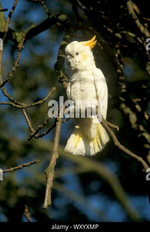 CITRON-CRESTED CACATUA Cacatua sulphurea citrinocristata sul ramo specie in via di estinzione Foto Stock