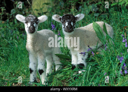 Mulo agnelli tre-giorno-old twins Bluefaced Leicester x Swaledale cross pecore. Foto Stock