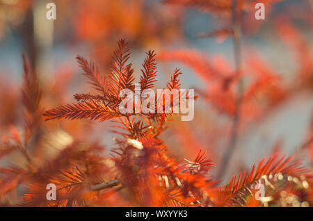 Foglie di albero girando il colore in autunno Foto Stock