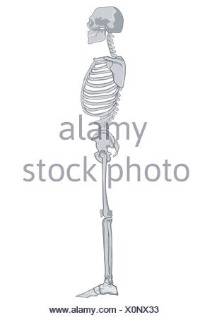 Scheletro Umano Lato Retro Foto Stock Alamy