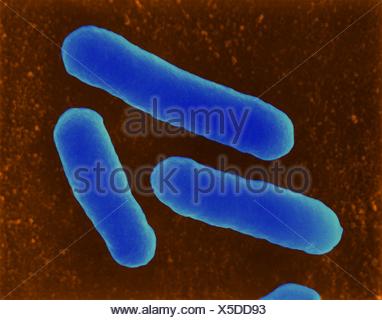 Micrografia al microscopio elettronico a scansione (SEM) di batteri ...