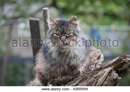 Il Gatto Selvatico Gatto Grigio Cercando Grumpy Sedersi Sul